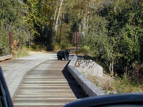 Bear on bridge