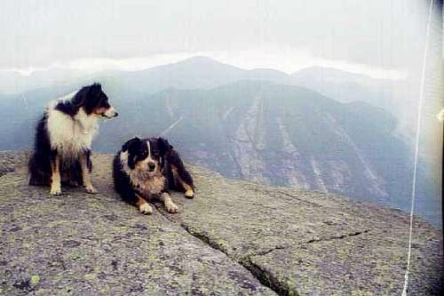Tired Dogs - Algonquin Summit - Sept., 2004