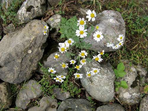 Floras of Daryasar plain