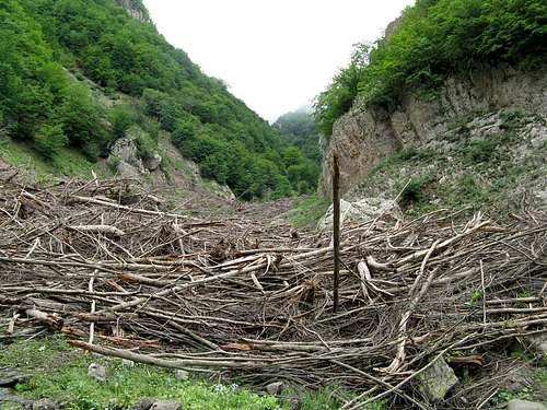 Trees have been cut by avalanche ..