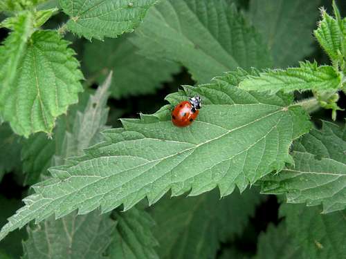 Little  Ladybug in ..