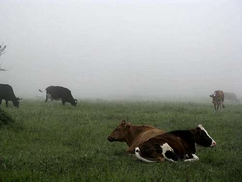 Lazy cows !