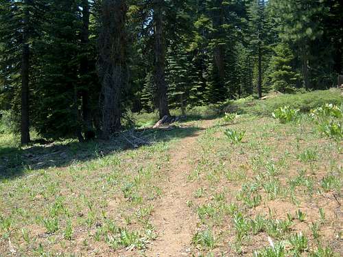 The quaint and simple trail to Haskell Peak
