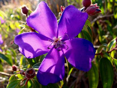 Tibouchina granulosa