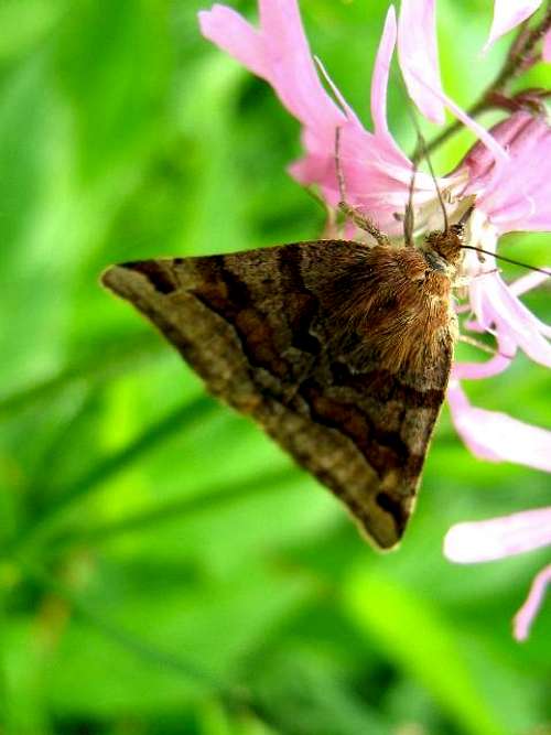  Burnet Companion Moth