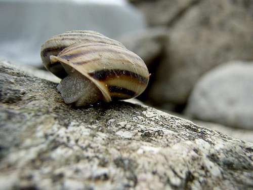 A Mollusc : Snail in the shell