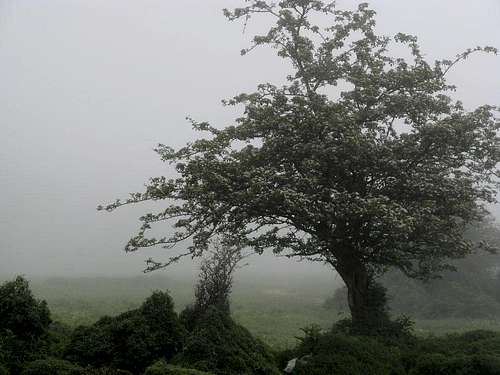 Foggy plain of Daryasar