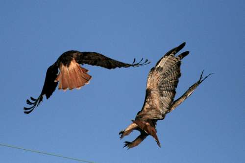 Red Tail Hawks