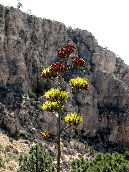 Agave flowers