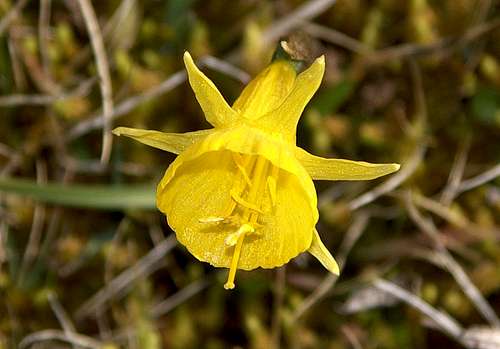 Narcissus bulbocodium sp. nivalis