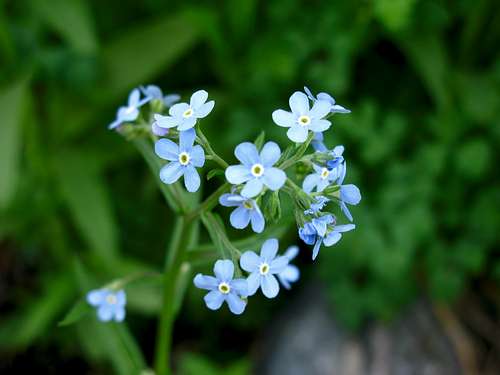 Little Blue Flowers