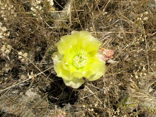 Prickly Pear Cactus Flower