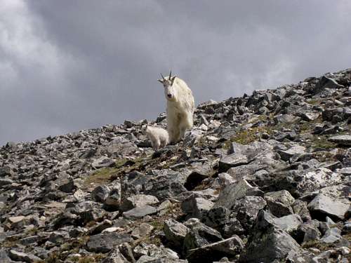 Momma goat on Grays Peak