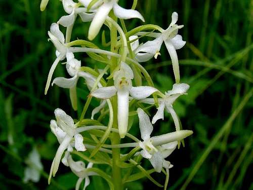 Platanthera bifolia - Lesser Butterfly-Orchid