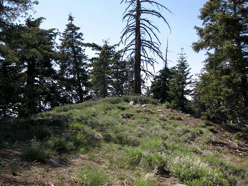 Birch Mtn. (7826') on Yucaipa Ridge