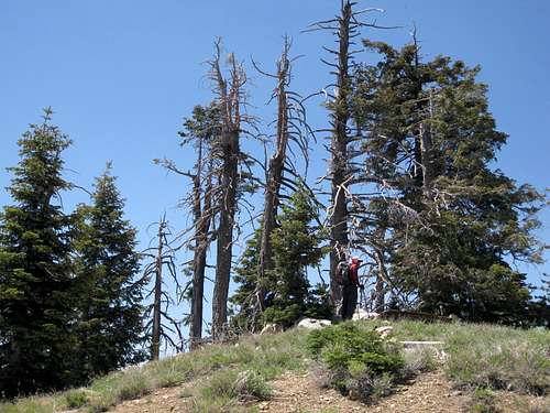Oak Glen Peak (8404') on Yucaipa Ridge