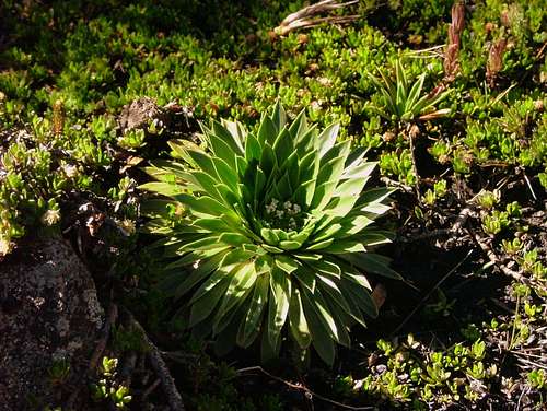 Inca Trail Vegetation. Ecuador.