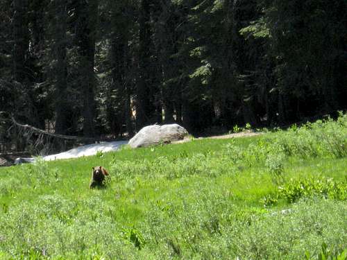 Sequoia National Forest Black Bear