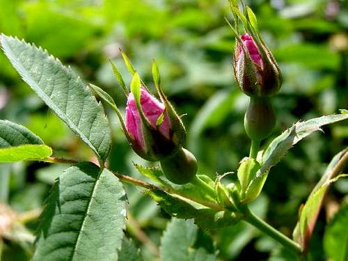 The Buds of Dog Rose