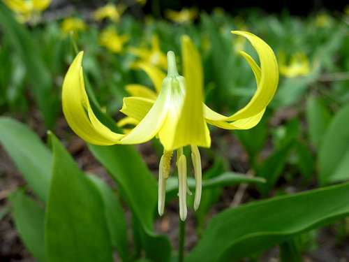 Glacier Lily