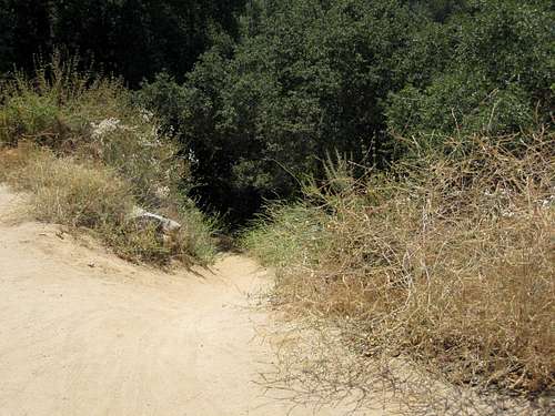 Trail into El Prieto Canyon