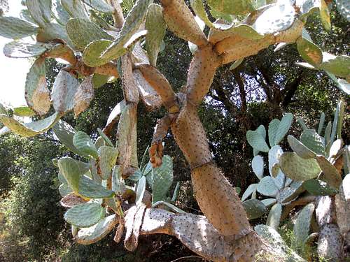Plentiful Cactus in El Prieto Canyon