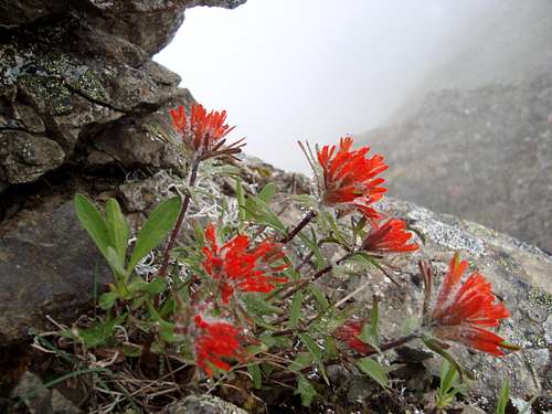 Wildflowers along the Ridge
