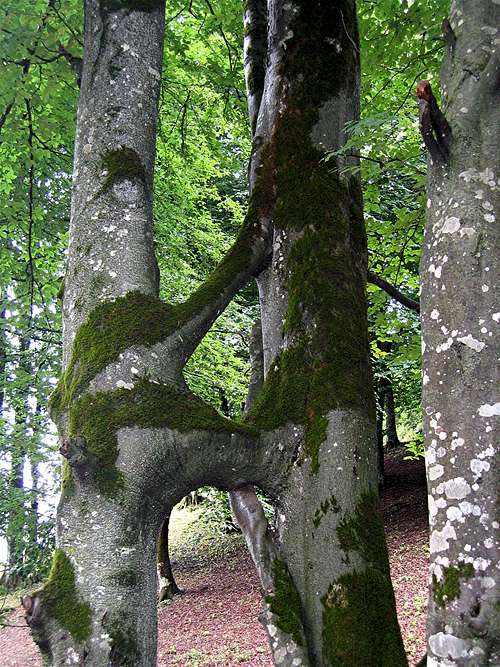 Conjoined Trees