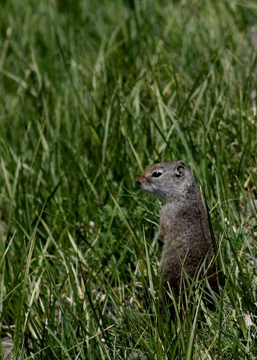 Curious Uinta Ground Squirrel
