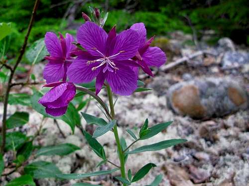 Dwarf Fireweed