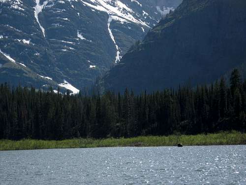 Moose in Kootenai Lake