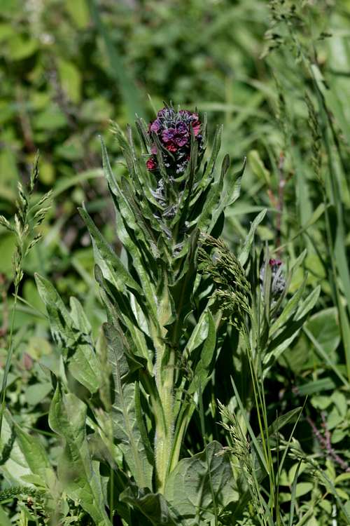 Common hound's-tongue (Cynoglossum officinale)