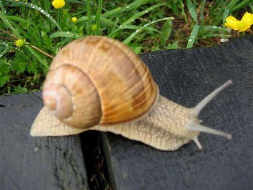 A snail in the Harz