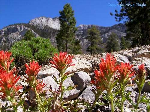 Paintbrush in Trail Canyon