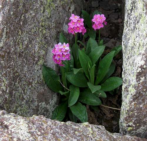 Summit flowers