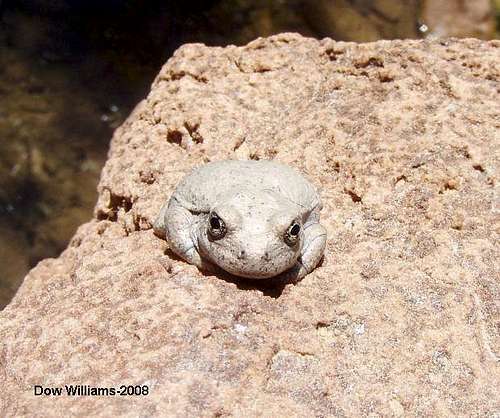 Pine Creek Canyon Frog