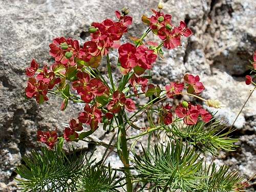 Euphorbia (Wolfsmilch) at HTL Via Ferrata - HTL Klettersteig