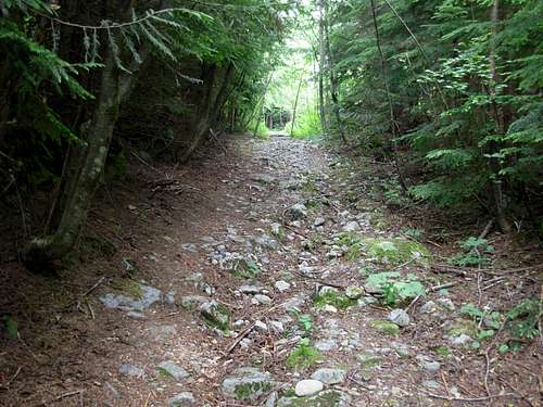 Dirty Harry's Logging Road-Trail
