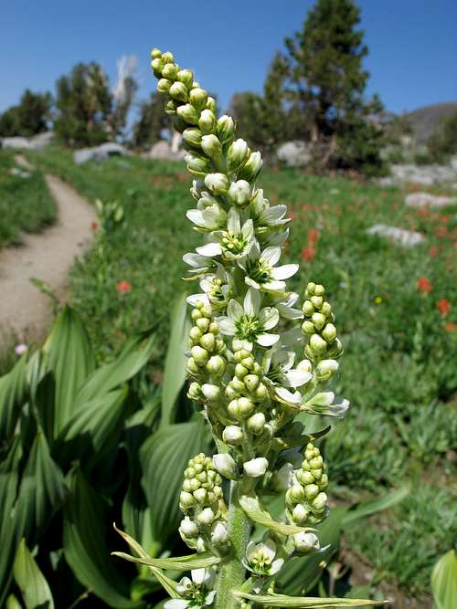 Veratrum californicum, Sierra Corn Lily