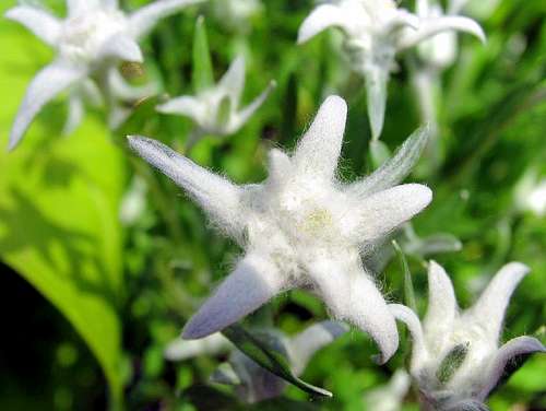 Gorski kotar flora - Leontopodium alpinum