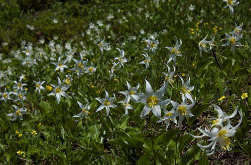 More Avalanche Lilies!