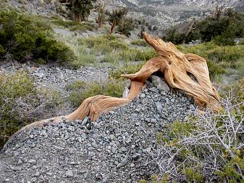 Fallen log on Telescope Peak,...