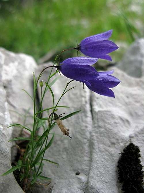 Grobnik Alps flowers