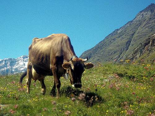 Cow in alpine meadow