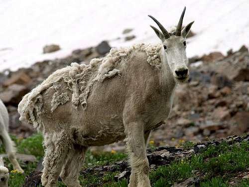mountain goat looking at me