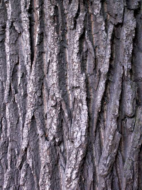Quercus (Common Oak) ...
