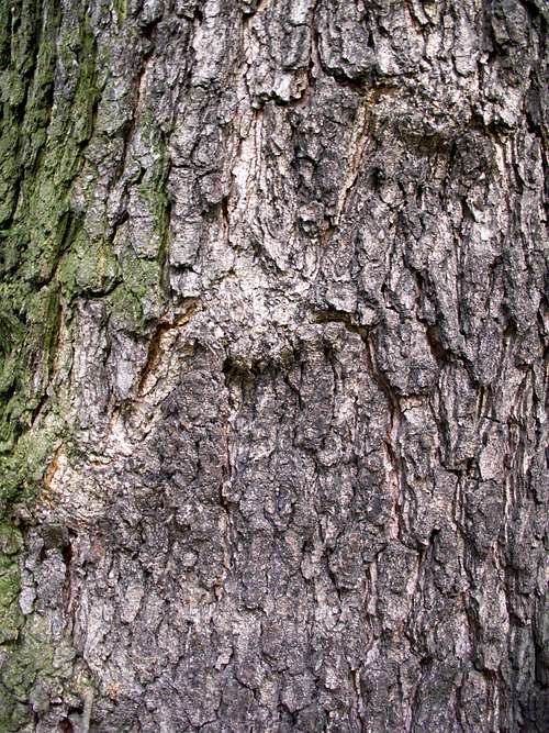 Alnus (Black Alder) ...