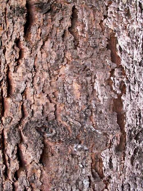 Picea (Colorado Spruce) ...