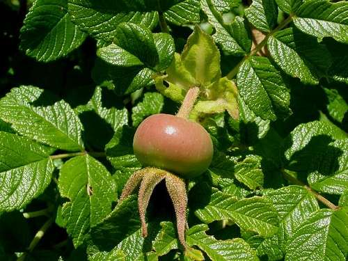 Unripe Fruit of Rugosa Rose