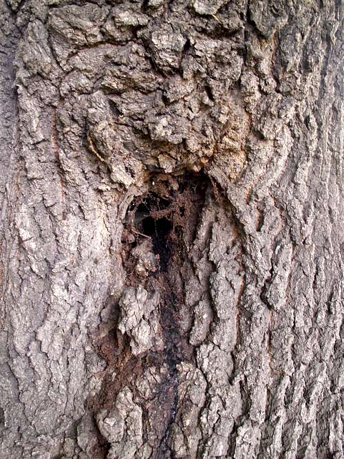 Quercus (Common Oak) ...